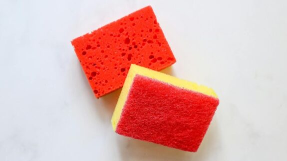Sponges
