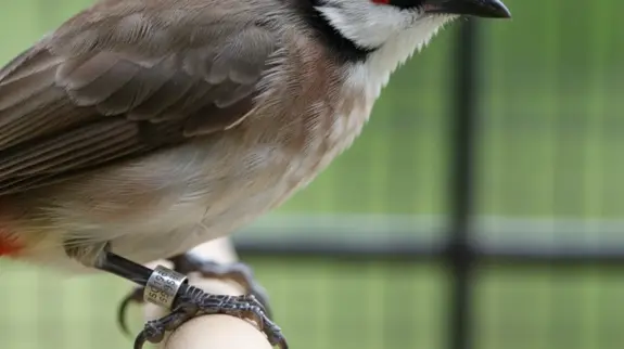 Singapore Updates Avian Product Import Rules to Strengthen Health and Traceability Standards