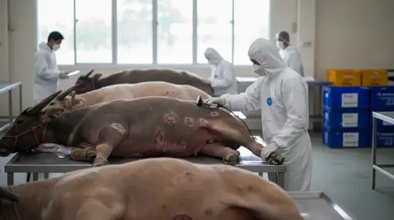 Thailand Suspends Bovine and Buffalo Carcasses Imports from China and Türkiye Due to Disease Risks