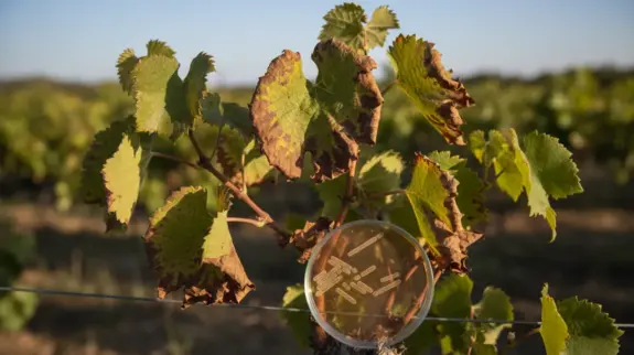 Australia Imposes Restrictions on Bacterial Pathogens in the Genus Xylella Australia Imposes Restrictions on Bacterial Pathogens in the Genus Xylella