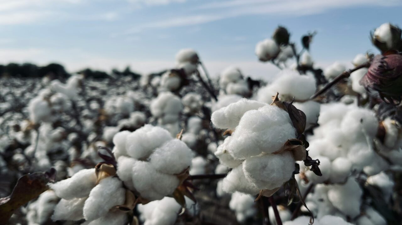 HS Code for Cotton
