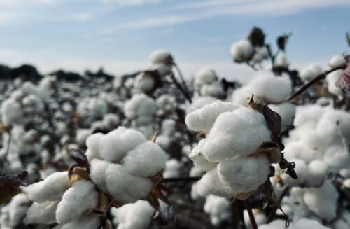 HS Code for Cotton