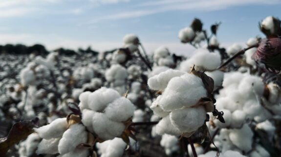 HS Code for Cotton