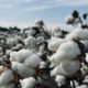 sze-yin-chan-cE35j-5Y7Ug-unsplash HS Code for Cotton